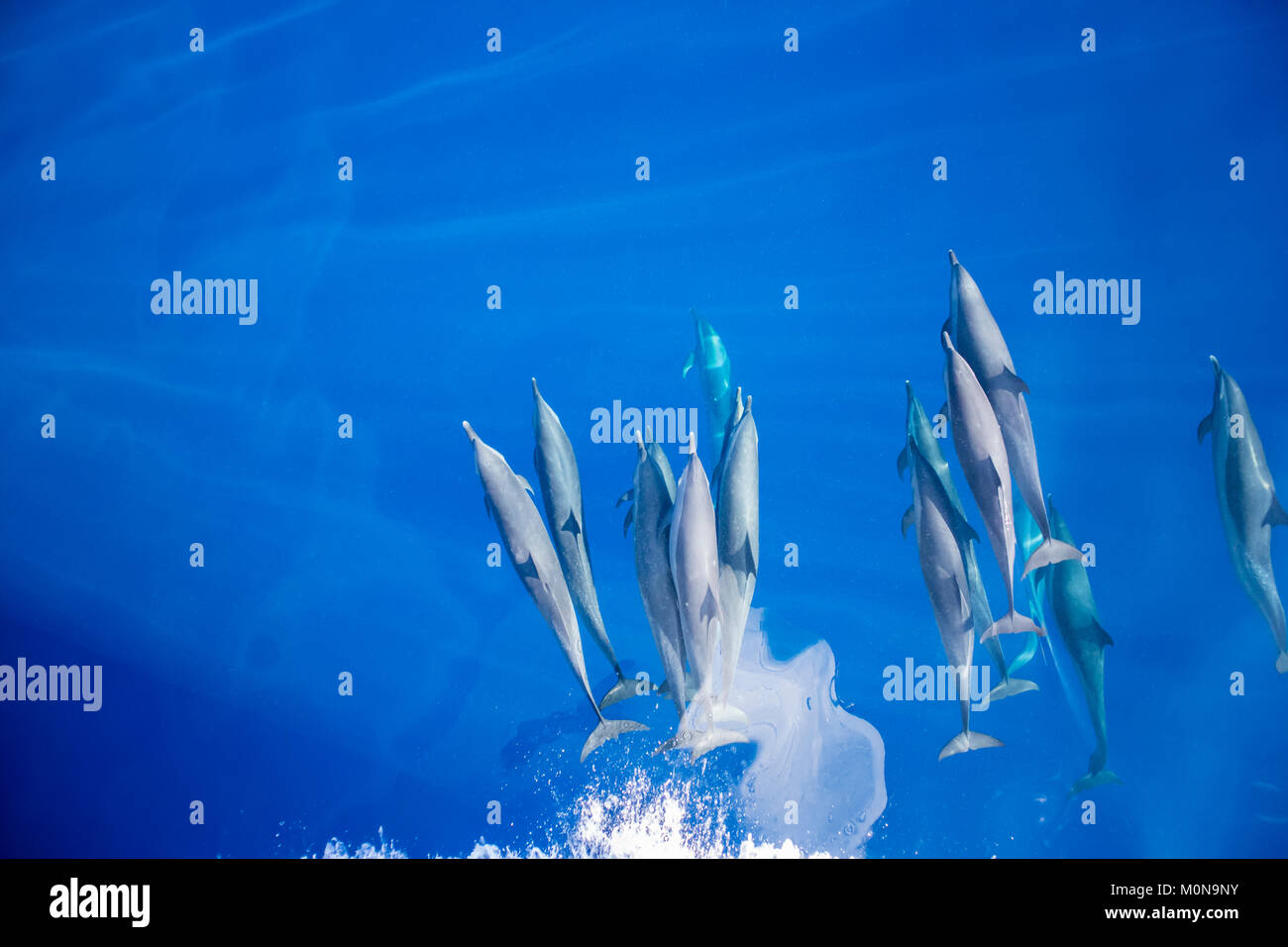Pantropical Spotted Dolphin (Stenella attenuata) coming over for bowriding in a large pod Stock Photo