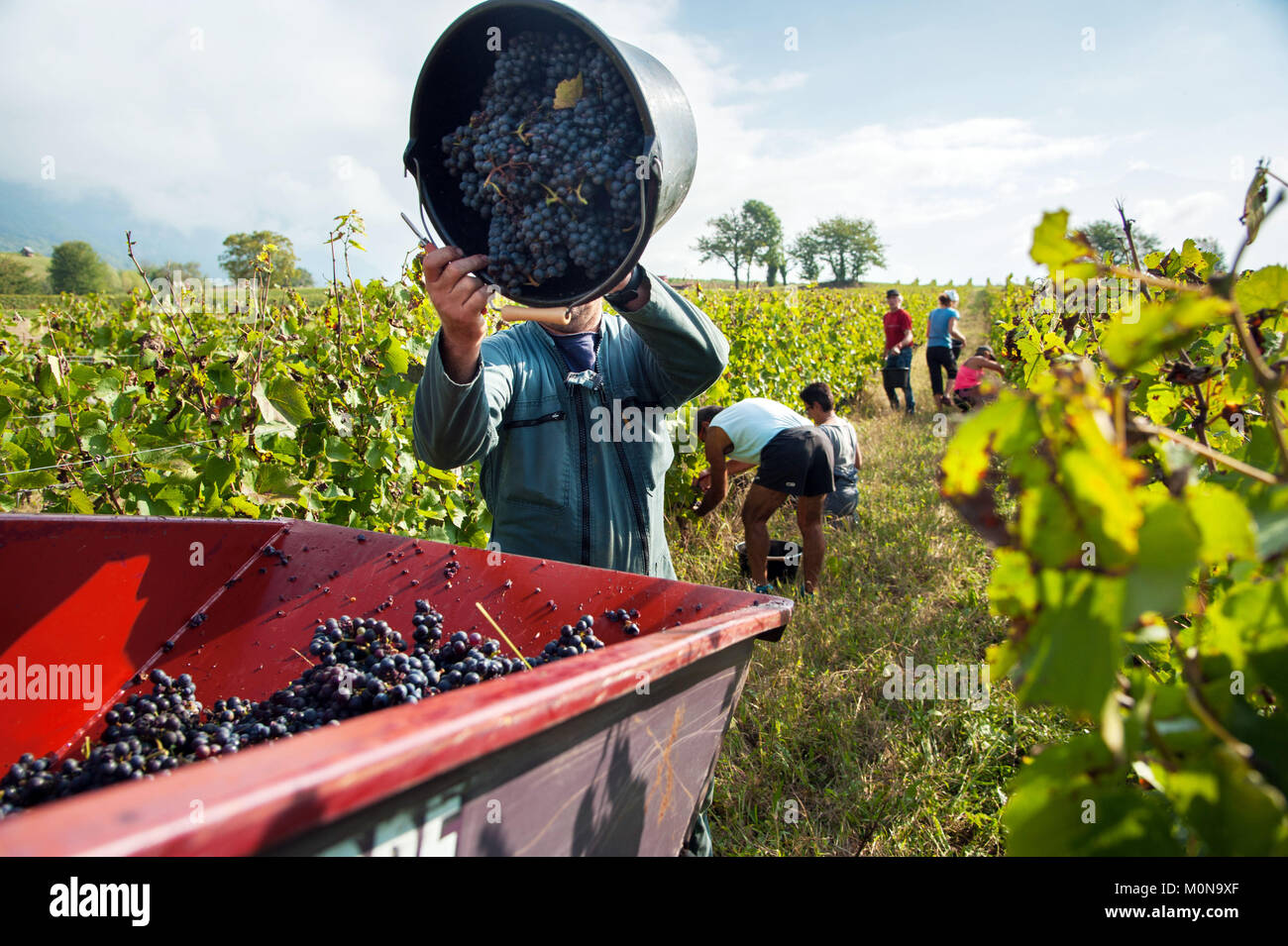 Saint-Pierre d'Albigny (Savoy, central eastern France): Biodynamic wine production, hand harvesting in a Gamay plot. Grape pickers bunches of grapes Stock Photo