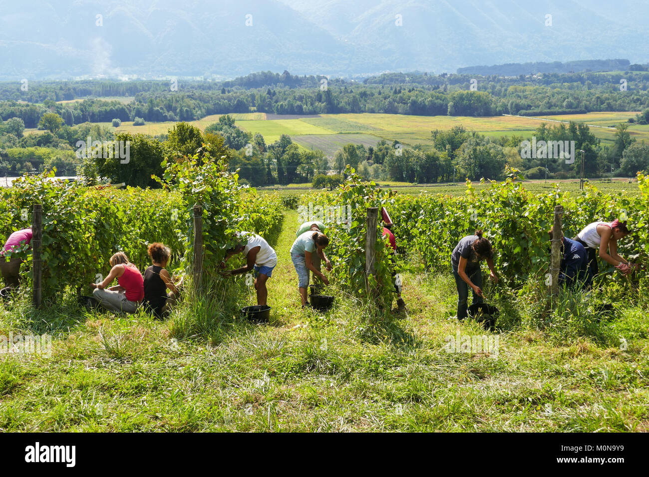 Saint-Pierre d'Albigny (Savoy, central eastern France): Biodynamic wine production, hand harvesting in a Gamay plot. Grape pickers working in the midd Stock Photo