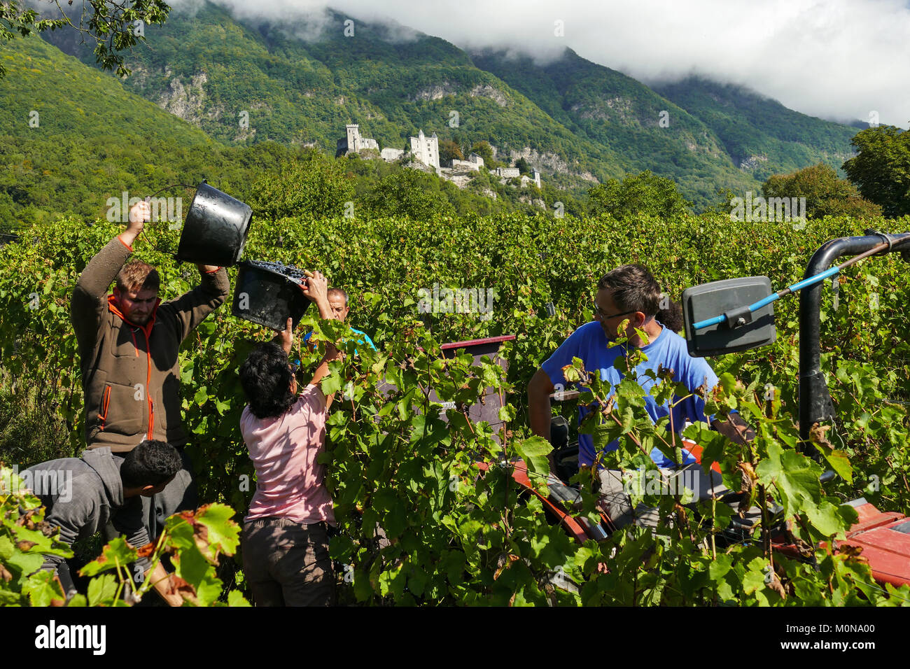 Saint-Pierre d'Albigny (Savoy, central eastern France): Biodynamic wine production, hand harvesting in a Gamay plot. Grape pickers working in the midd Stock Photo