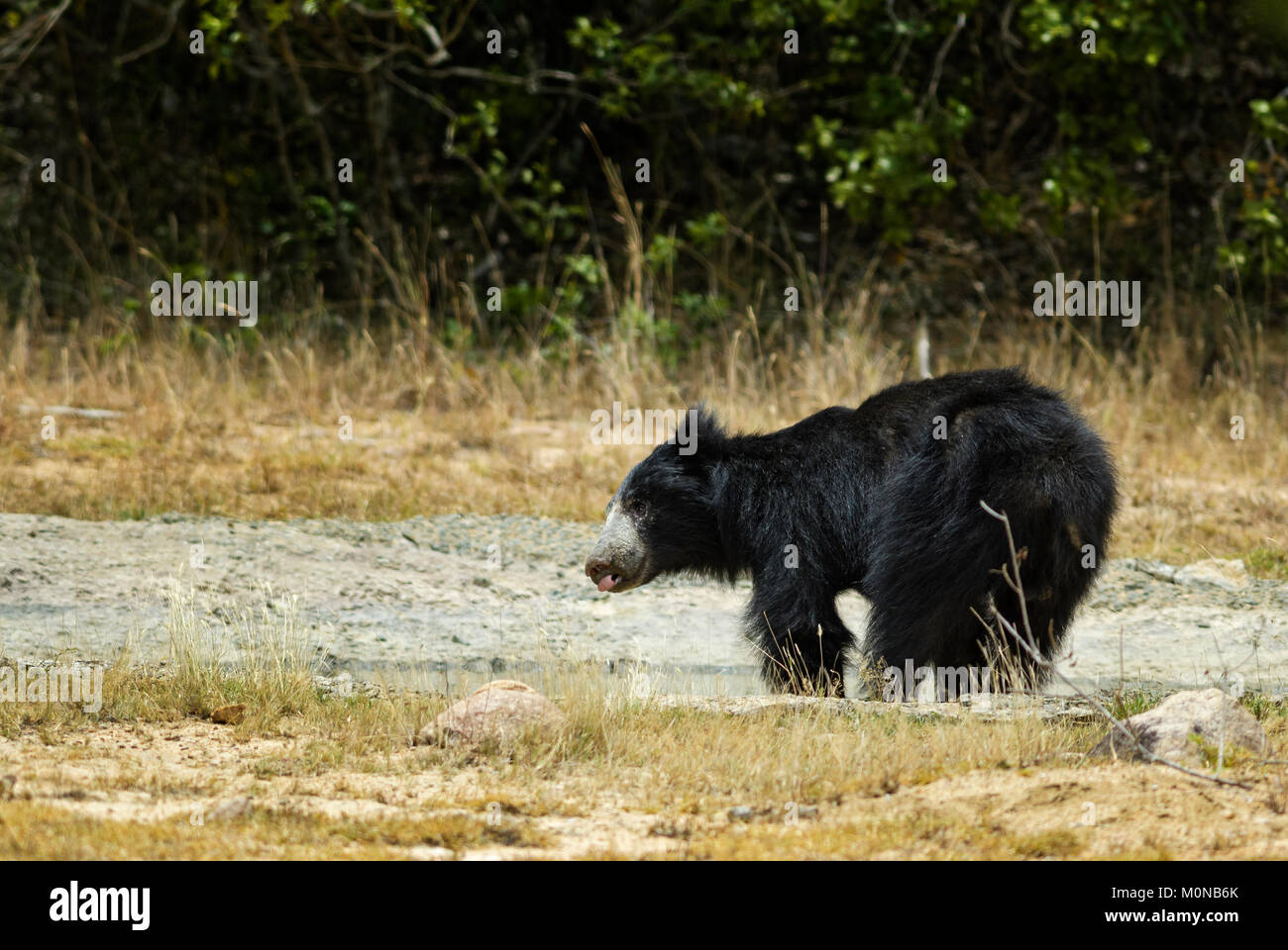 Sloth Bear - Melursus ursinus, Wilpattu National Park, Sri Lanka. Asian safari. Stock Photo