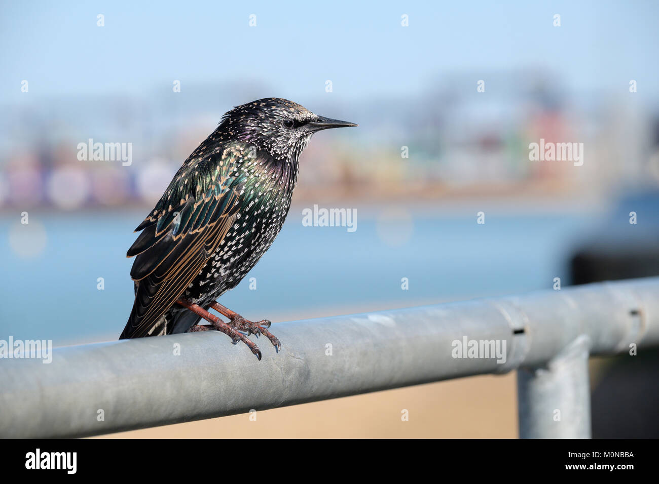 Mature common or European starling (Sturnus vulgaris) perched on a metal fence with out of focus background, Suffolk, England, UK Stock Photo