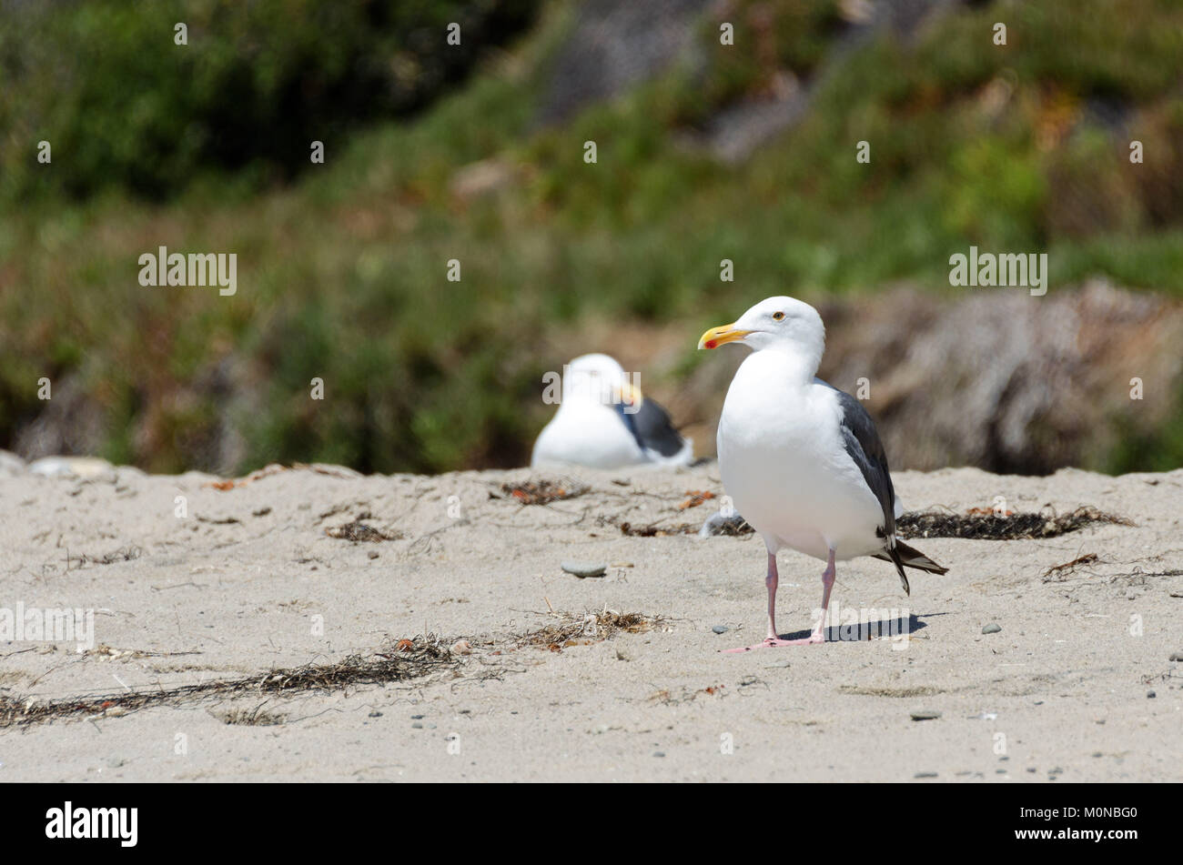 Glaucus-winged gulls (Larus glaucescens) at El Matador state beach, Malibu, California. Stock Photo