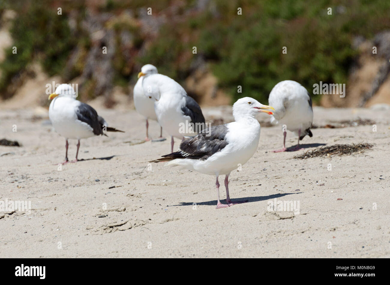 Glaucus-winged gulls (Larus glaucescens) at El Matador state beach, Malibu, California. Stock Photo