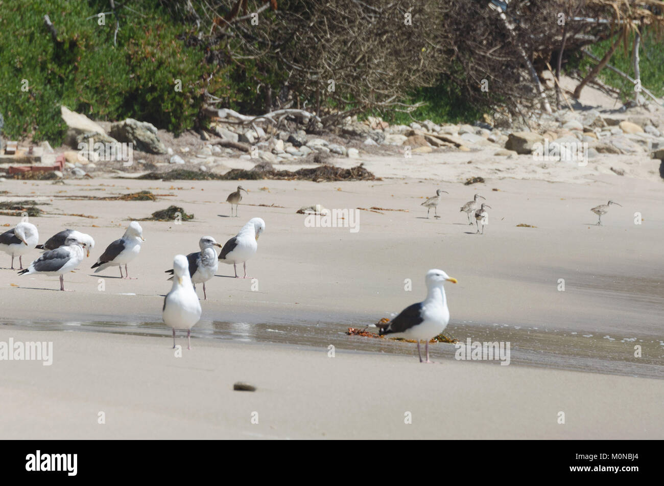 Glaucus-winged gulls (Larus glaucescens) at La Piedra state beach, Malibu, California. Stock Photo