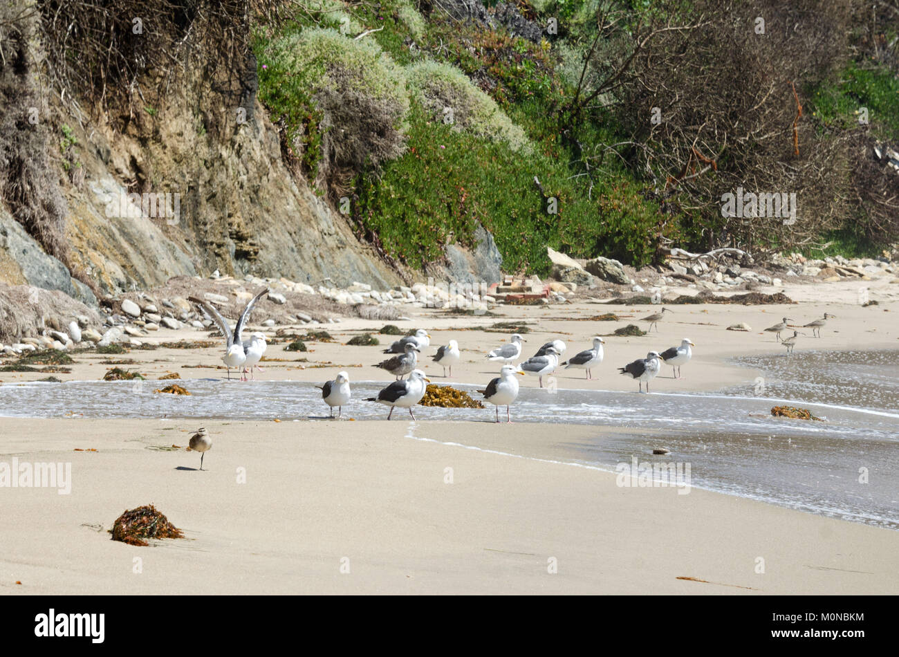 Glaucus-winged gulls (Larus glaucescens) at La Piedra state beach, Malibu, California. Stock Photo