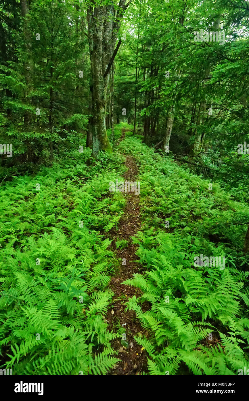 Lush mountain trail lined with ferns Stock Photo