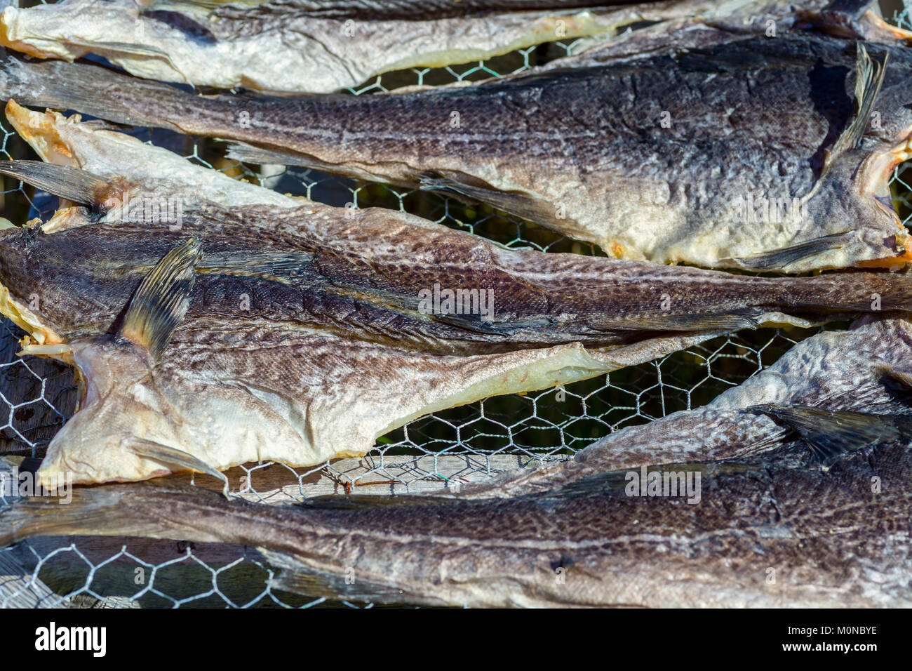 Salt cod drying newfoundland hires stock photography and images Alamy