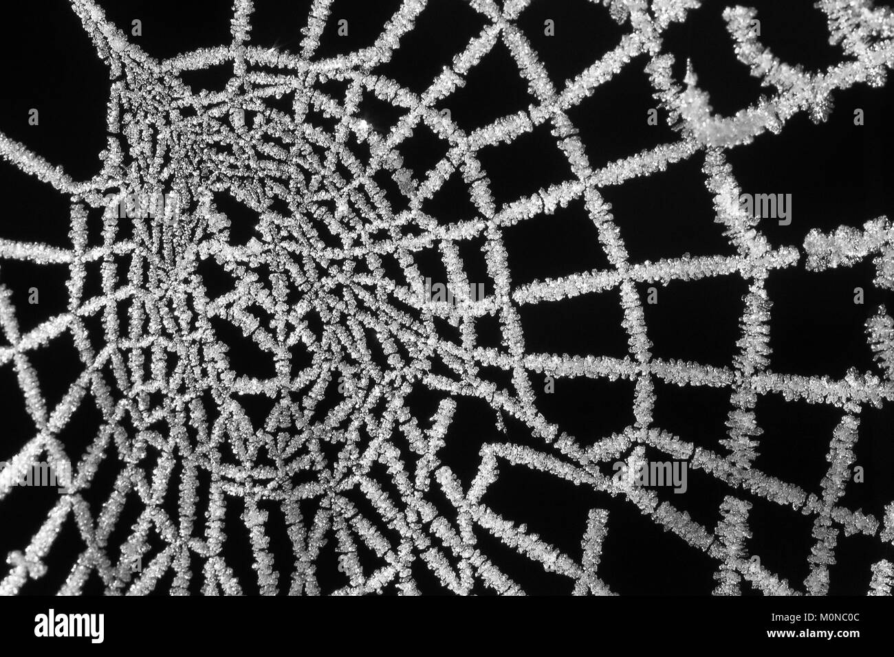 A spiders web covered in frost crystals on a freezing winters morning. Tipperary, Ireland. Stock Photo