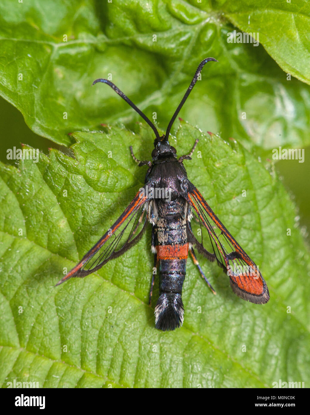 Red-tipped Clearwing moth (Synanthedon formicaeformis) dorsal view of specimen on a leaf in bog habitat. Cappamurra Bog, Tipperary, Ireland. Stock Photo