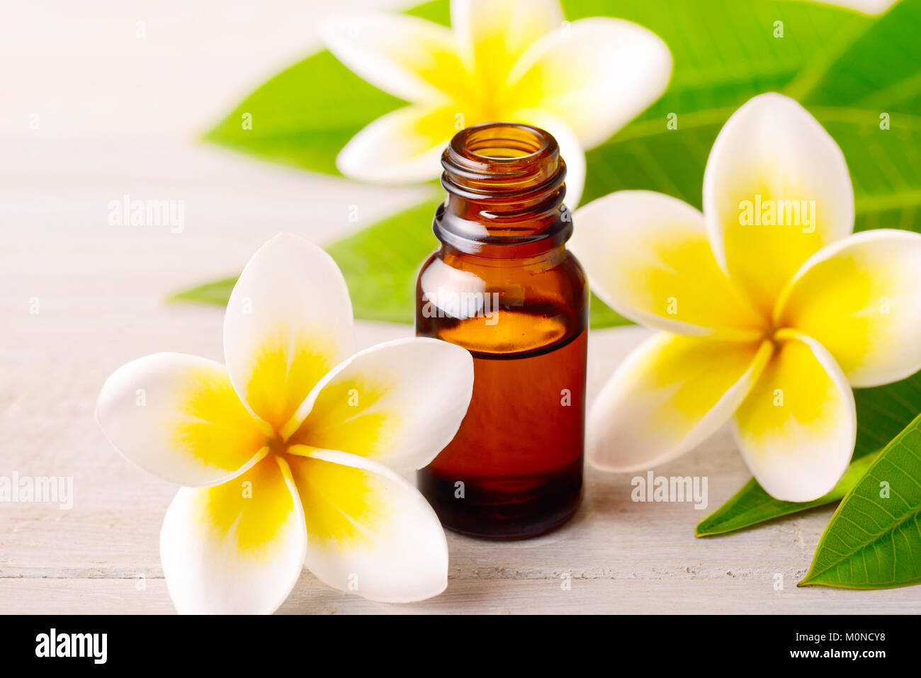 plumeria flowers and Plumeria Essential Oil Perfume on the wooden table Stock Photo