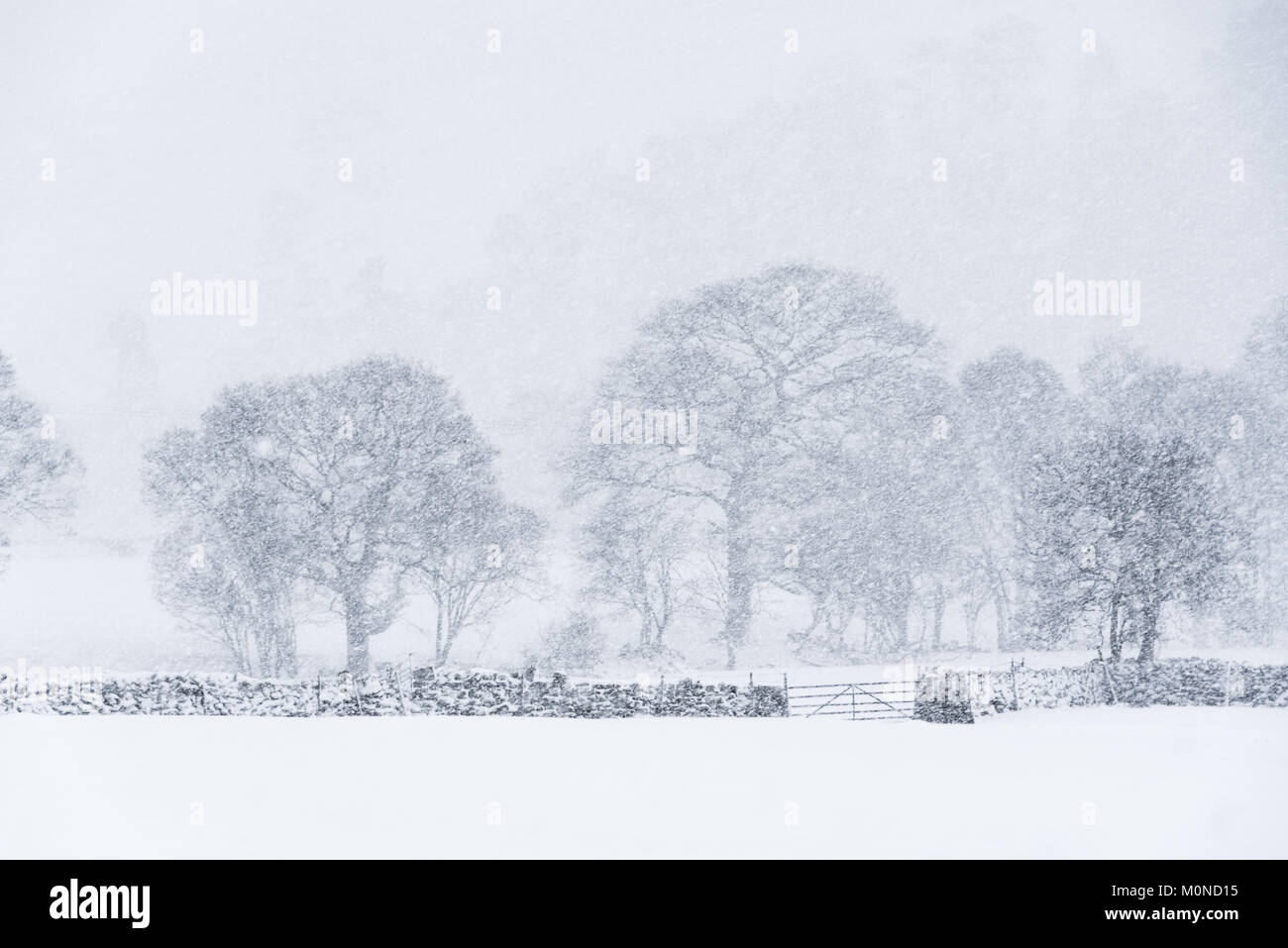A lone tree adds contrast to a white out landscape during a snow storm Stock Photo