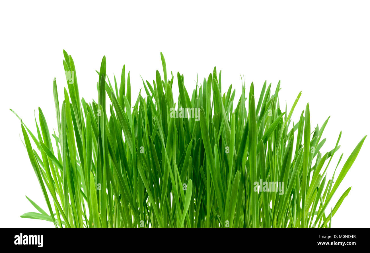 Green grass isolated on the white background Stock Photo - Alamy