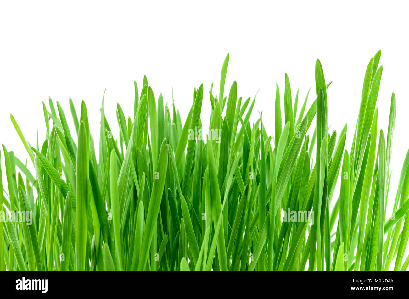 Green grass isolated on the white background Stock Photo - Alamy