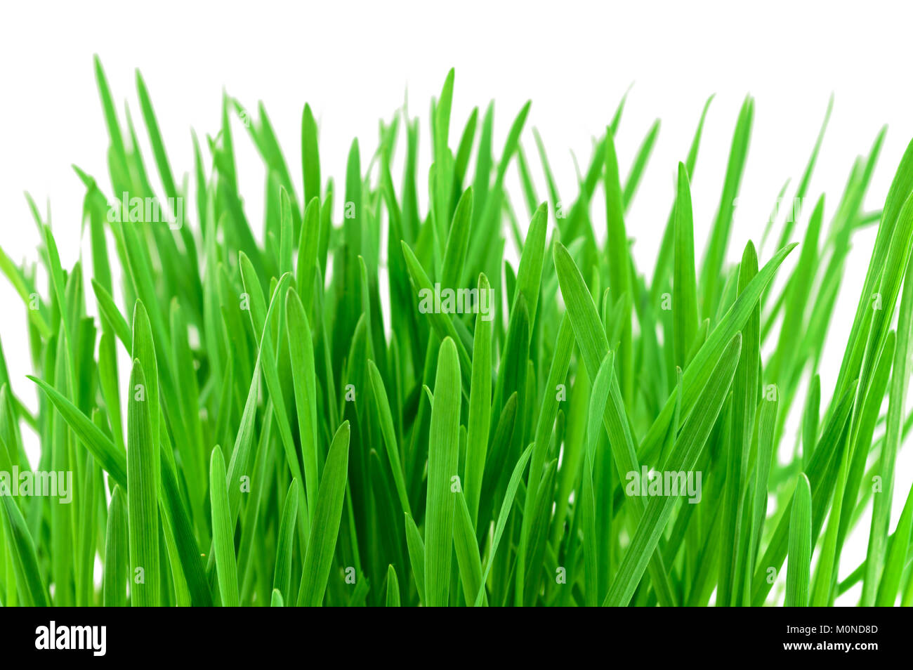 Green grass isolated on the white background Stock Photo - Alamy