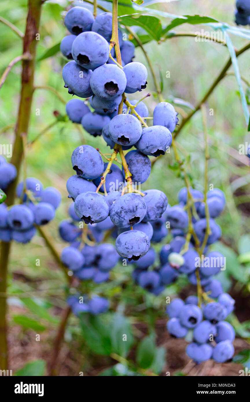 Branch of ripe blueberry in the garden Stock Photo Alamy