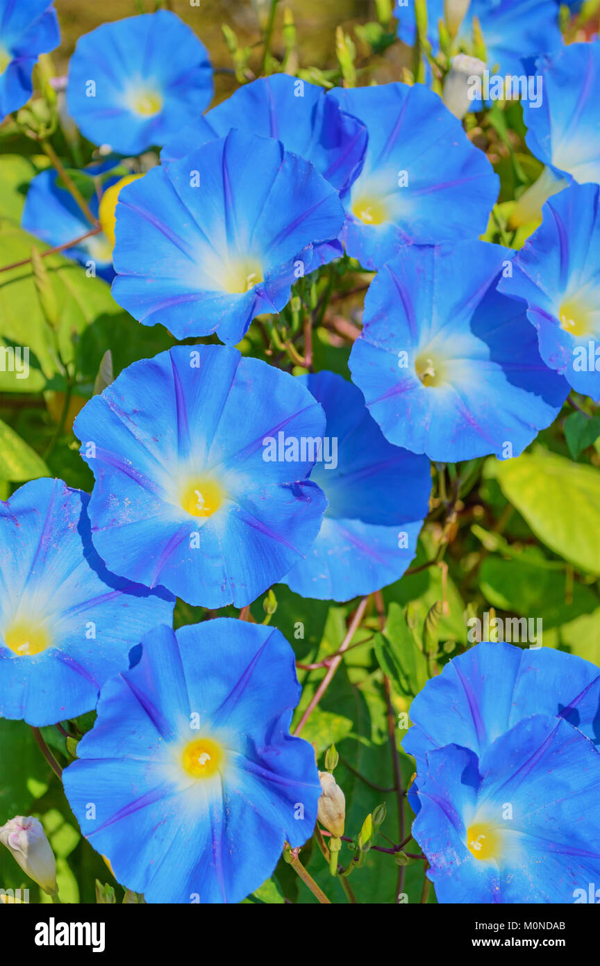 Heavenly blue ipomoea (morning glory) flowers Stock Photo