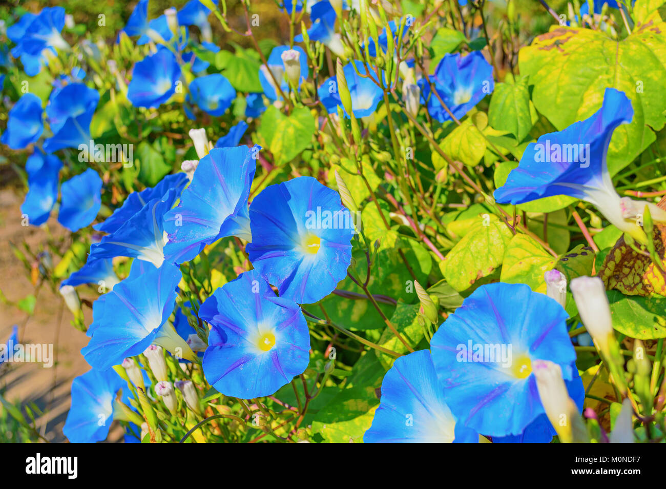 Heavenly blue ipomoea (morning glory) flowers Stock Photo