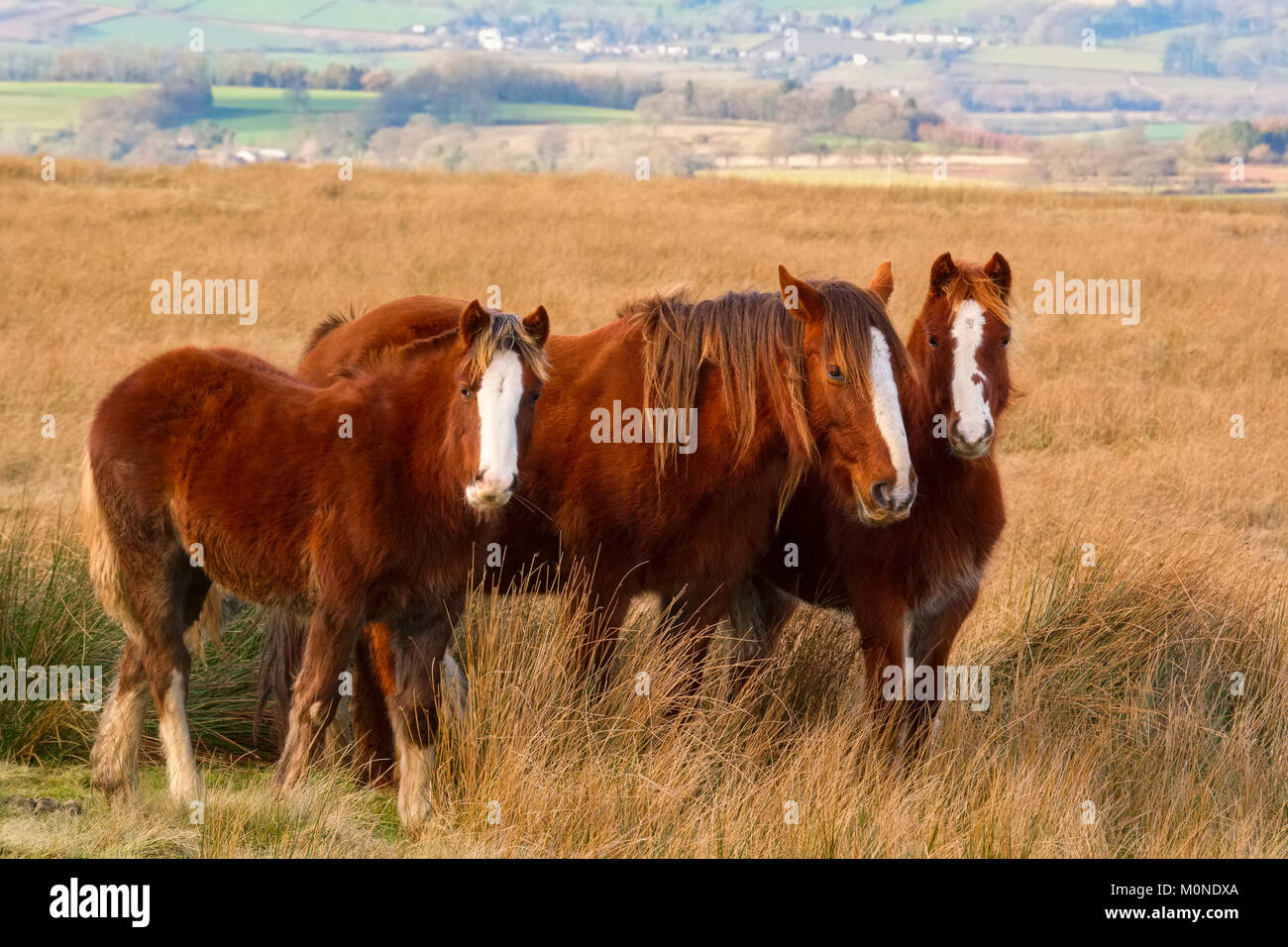 A group of wild ponies on Brown Clee hill in the Shropshire Hills, England, UK Stock Photo