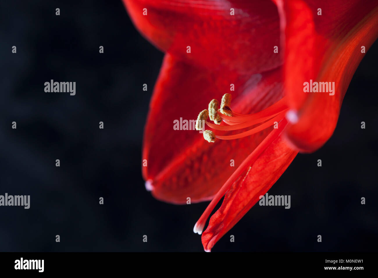 Amaryllis, partial view Stock Photo
