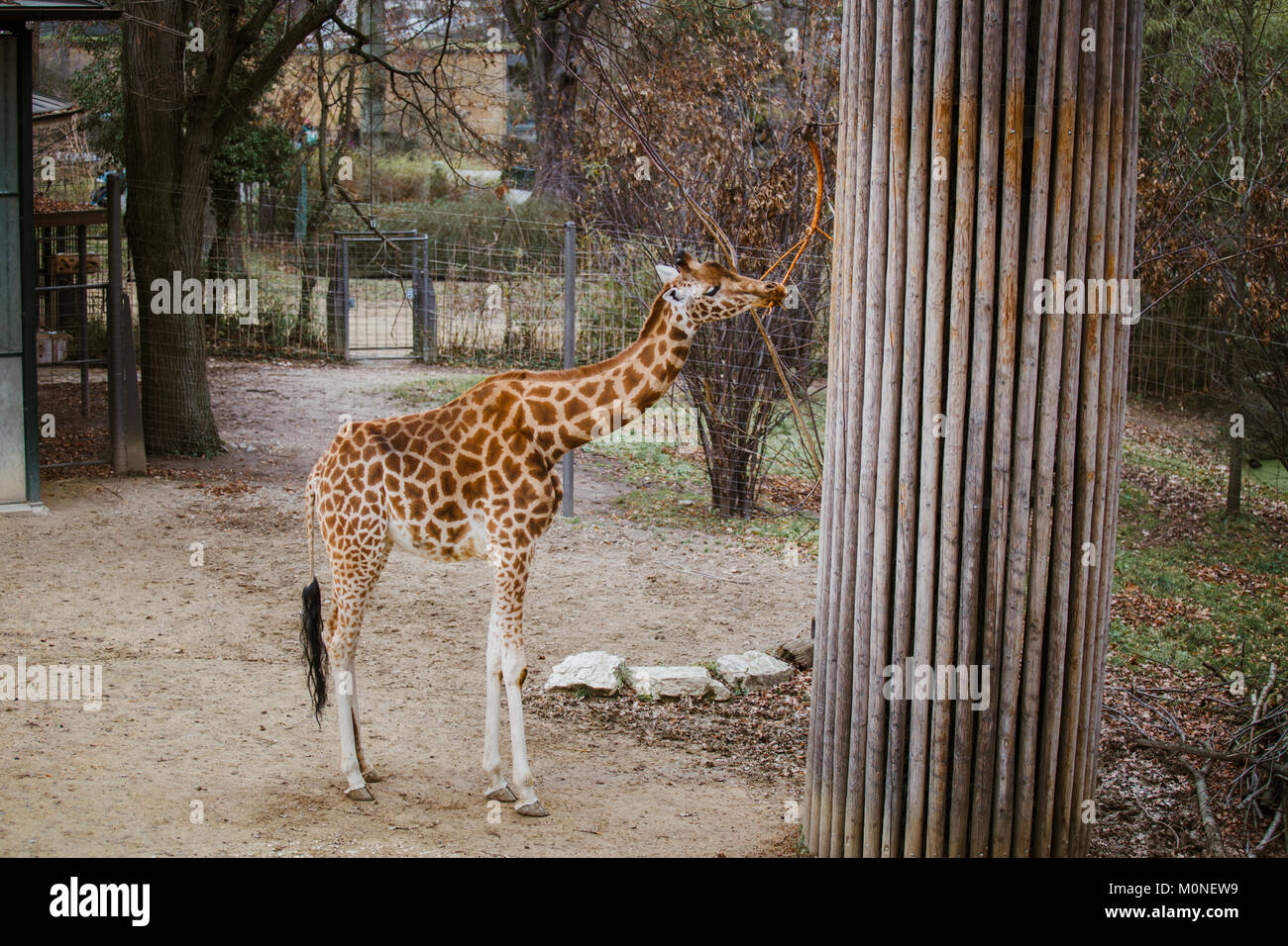 kordofan giraffe eats leaves from a branch tied to a pillar rope. Stock Photo