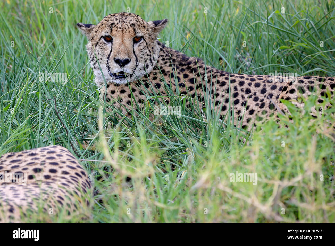 Male Cheetah looking directly at camera lying in long shady grassland with blurred grass foreground Stock Photo