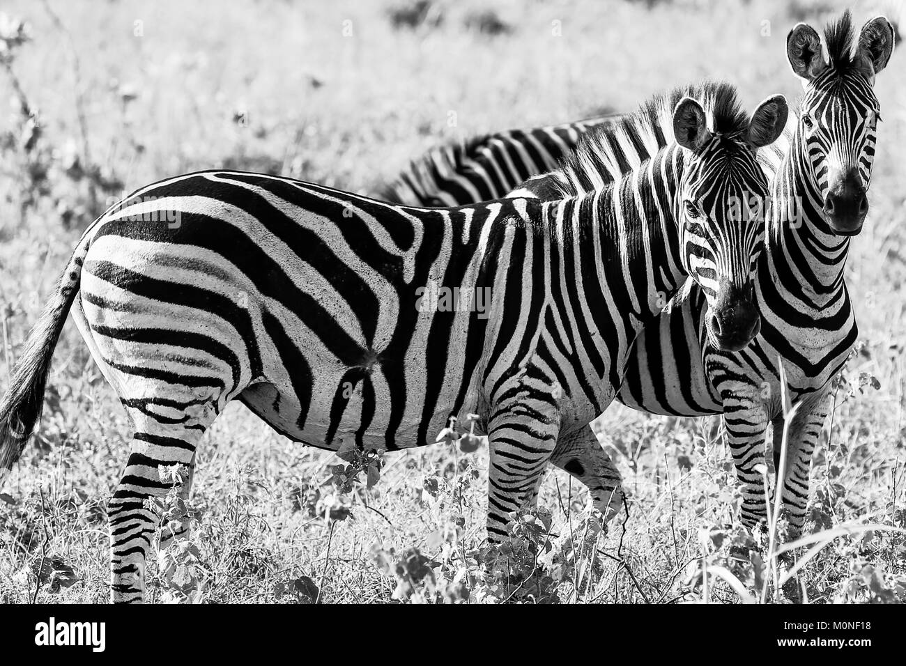 A pair of Zebra looking into lens in black and white with grassland blurred background Stock Photo