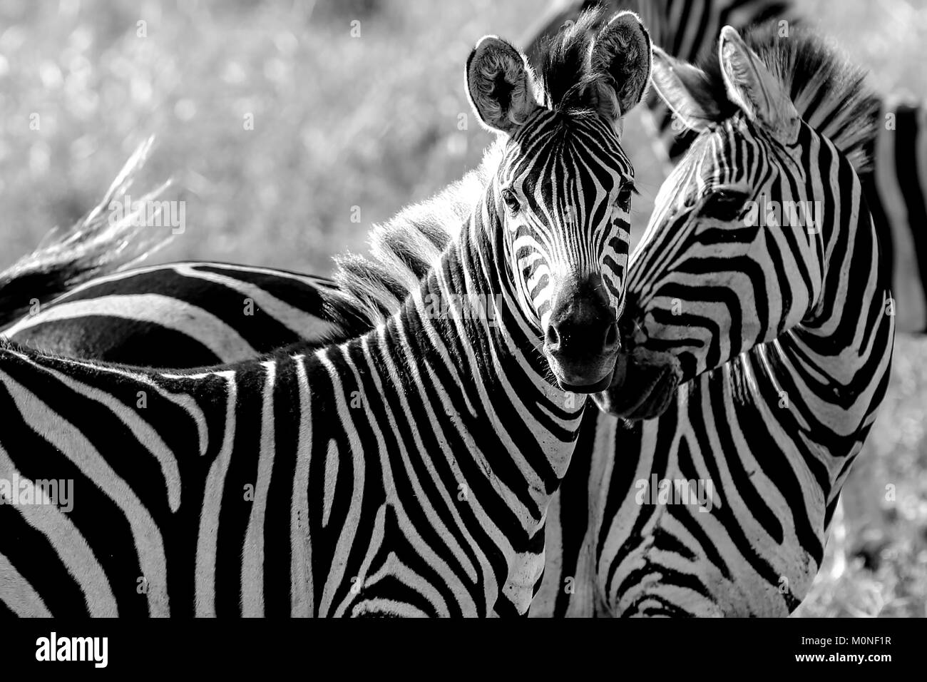 Two Zebra touching noses with other zebra behind against grassland background in black and white Stock Photo