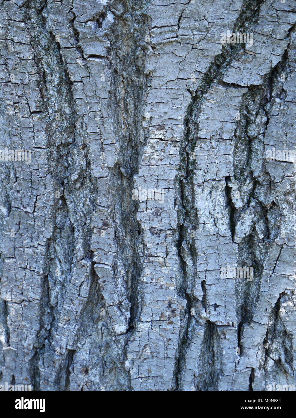 Bark of a walnut tree, juglans regia, Pazmand, Hungary Stock Photo