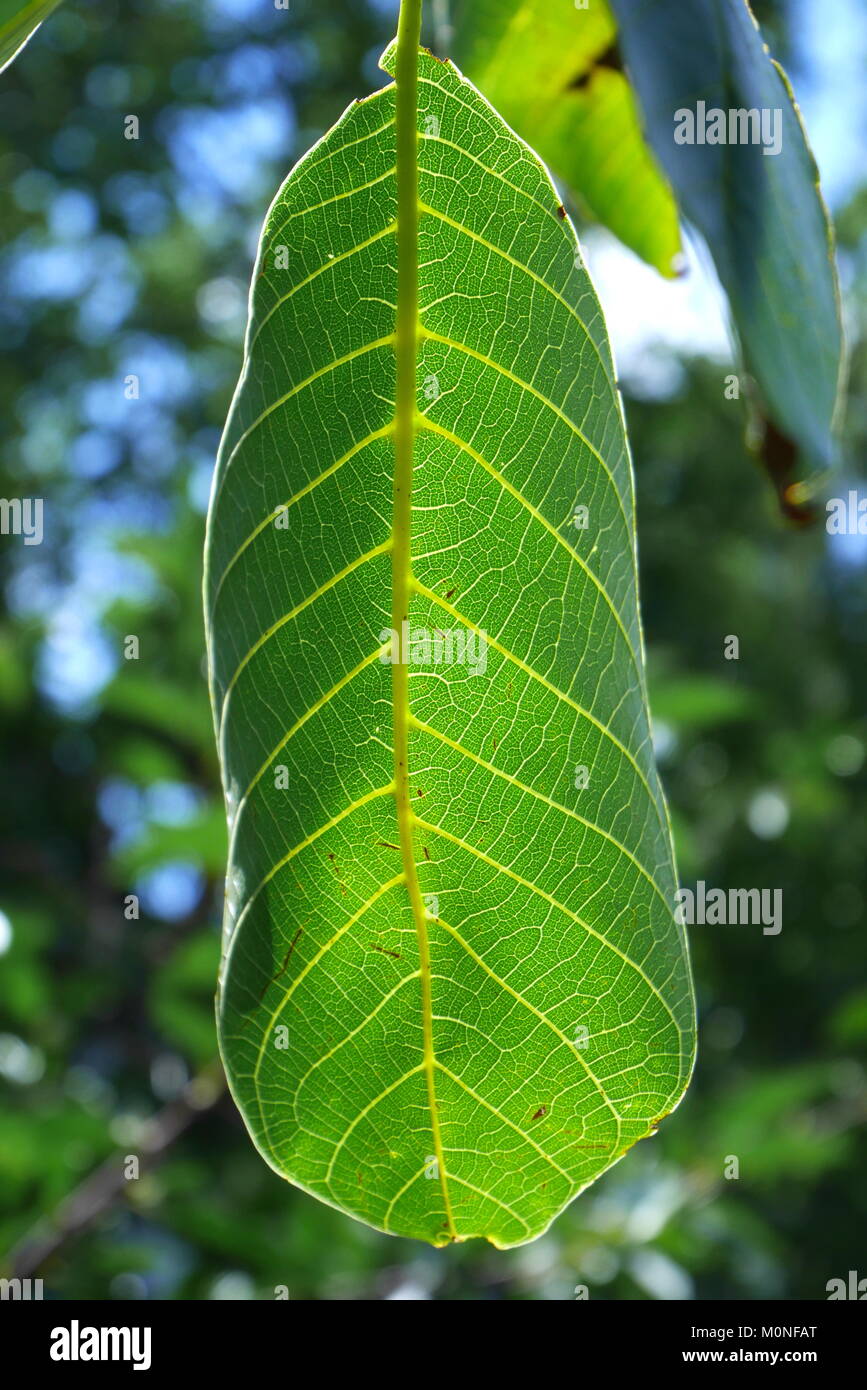 Leaf of a walnut tree Stock Photo