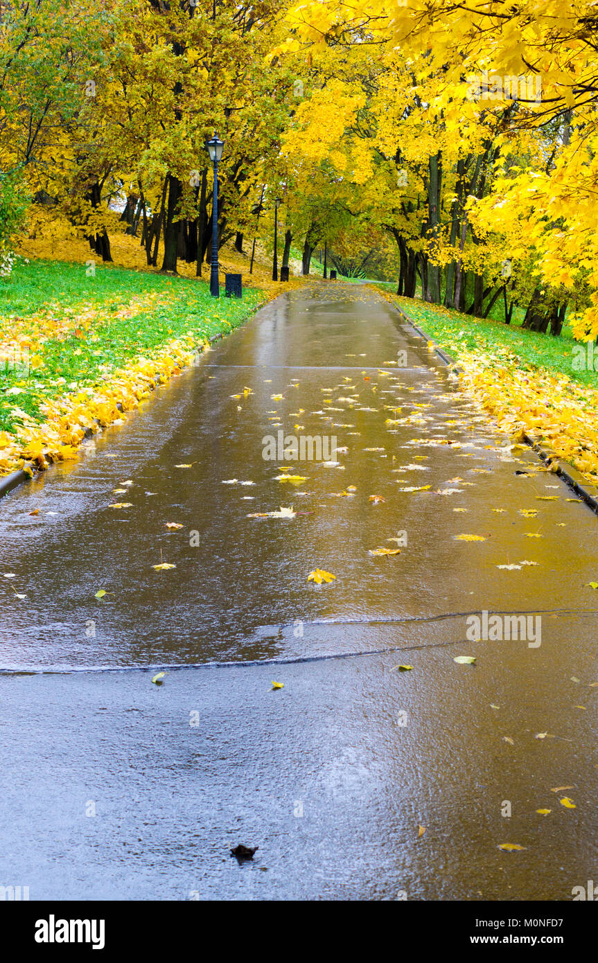 road through the park at rainy autumn morning. background, nature. Stock Photo