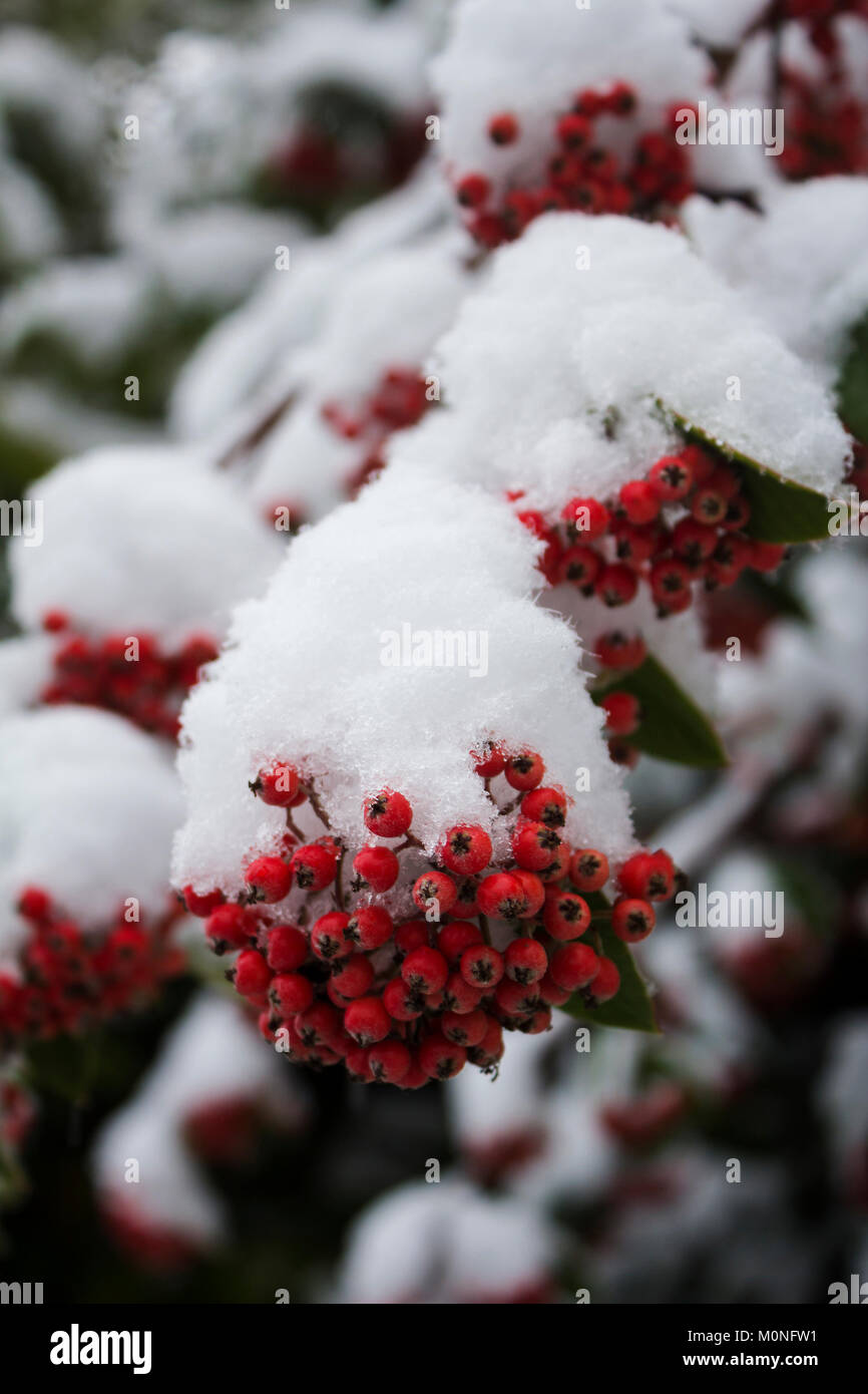 Berries Of Acuminate Cotoneaster Plant Covered In Snow Stock Photo