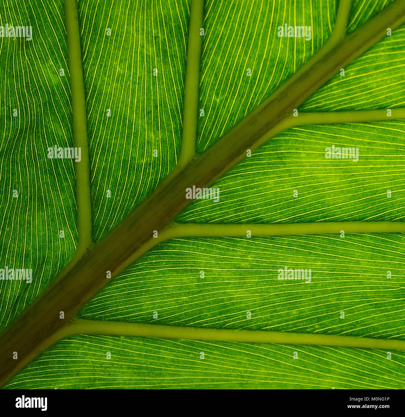 Macro Image Of Green Leaf Veins Stock Photo - Alamy