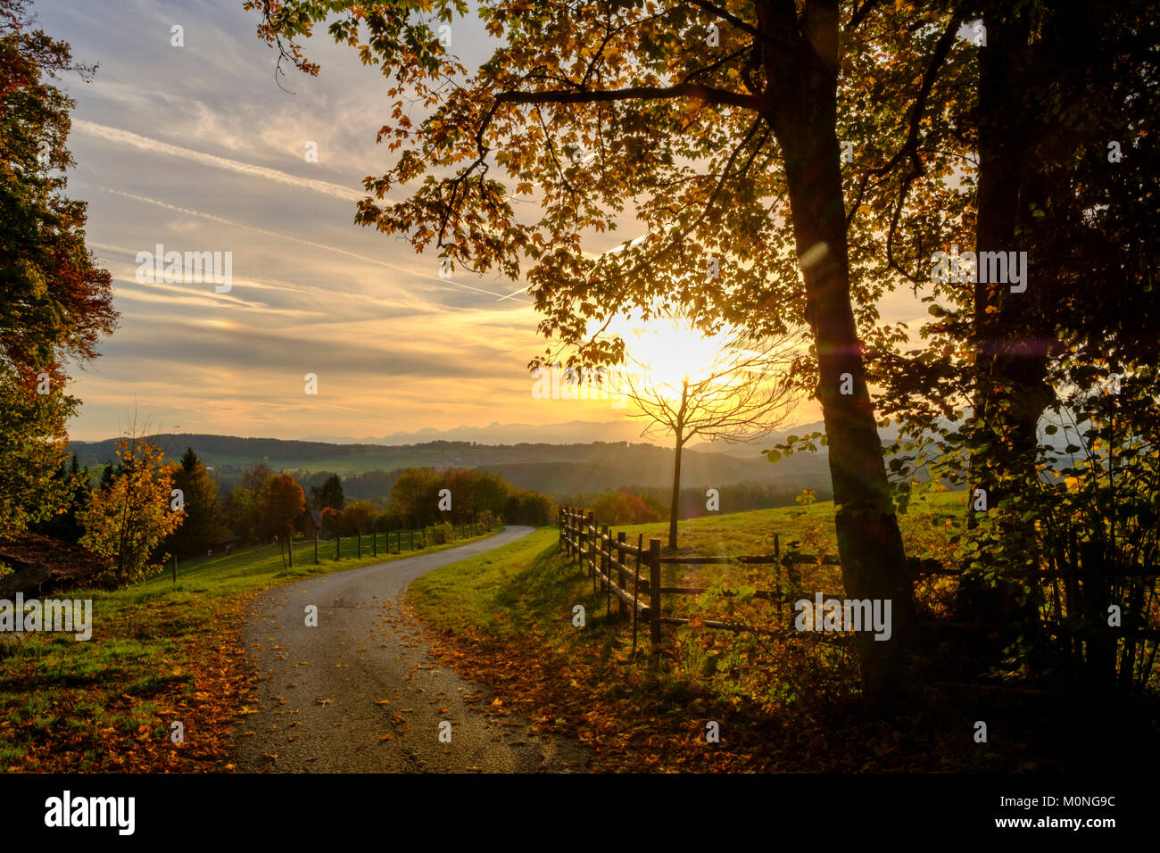 Weg mit Herbstlaub bei Sonnenaufgang am Taubenberg bei Miesbach,  Oberbayern, Bayern, Deutschland Stock Photo