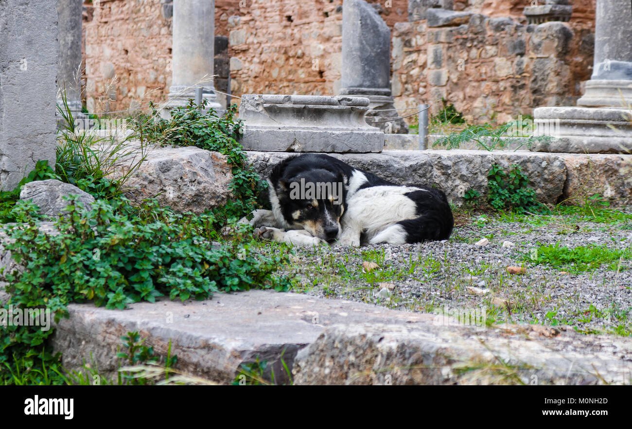 Dog of the Gods - Black and white dog sleeps in the ruins of the Temple of Apollo where the Oracles used to prophesy at Delphi Greece Stock Photo