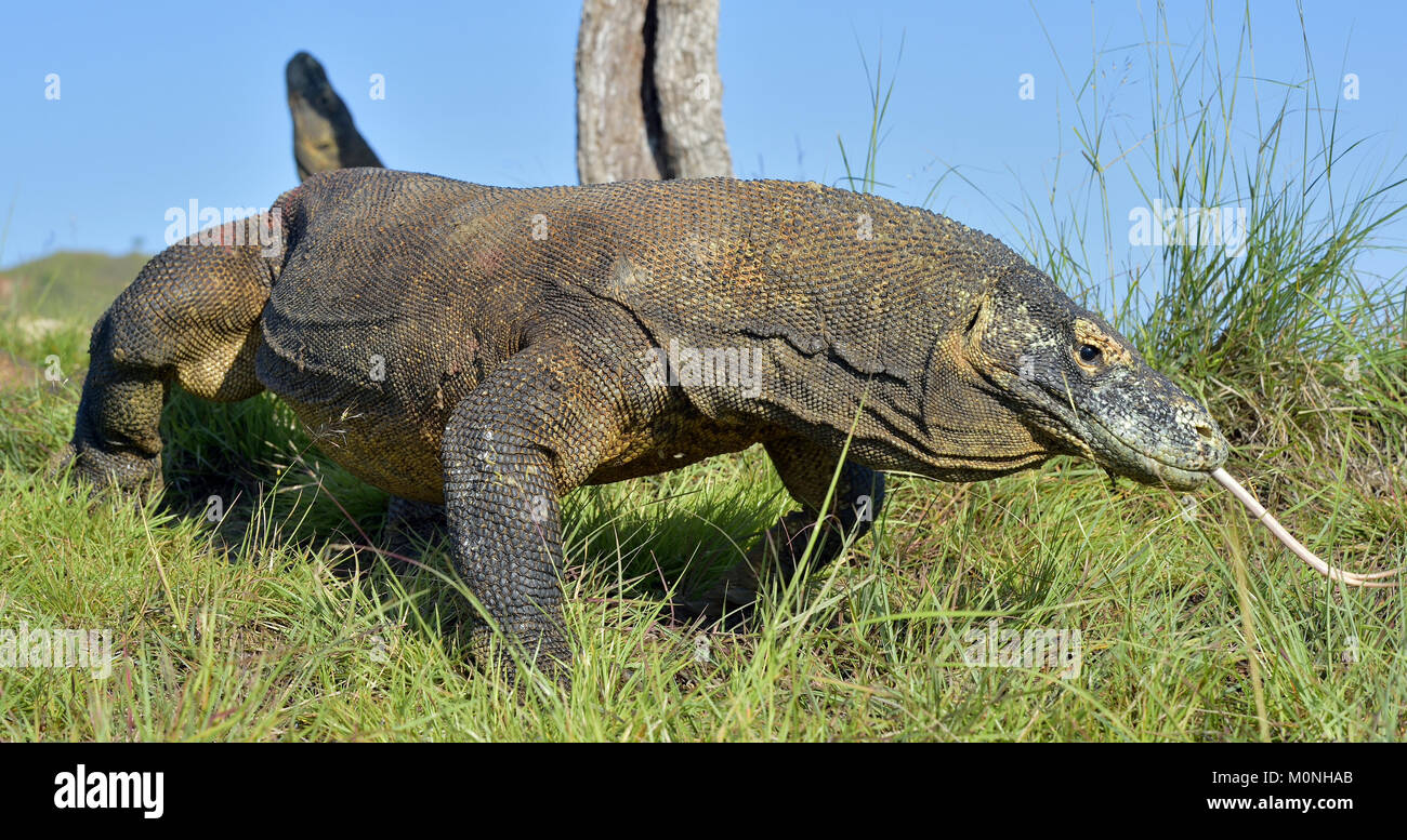 Komodo dragon ( Varanus komodoensis ) with the forked tongue sniff air ...