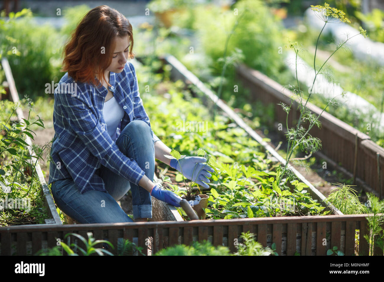 Young woman planting strawberry plant in garden Stock Photo