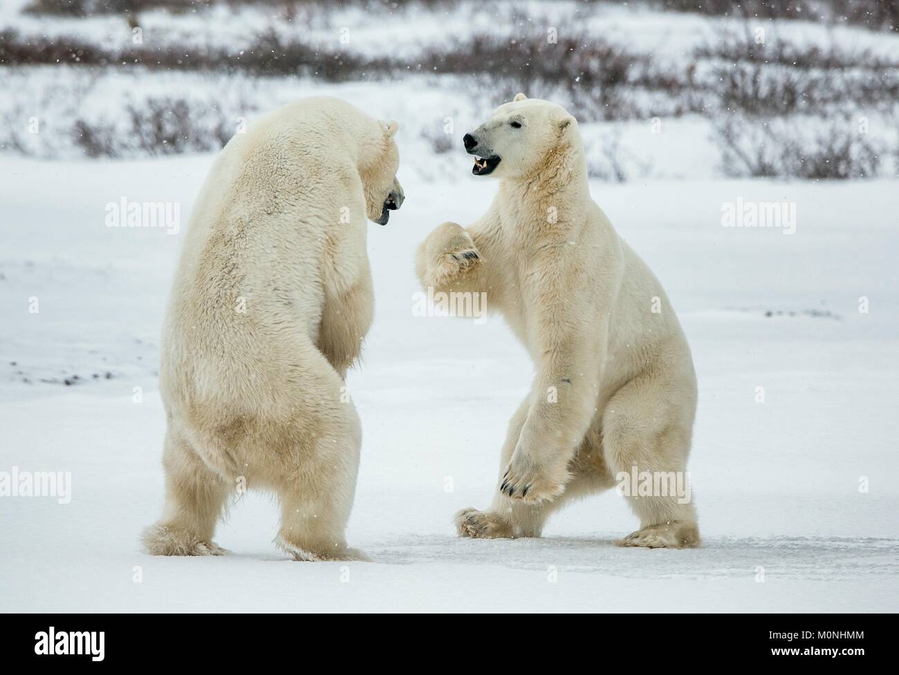 Fight of polar bears. Two polar bears fight. Tundra with undersized vegetation. Canada Stock Photo