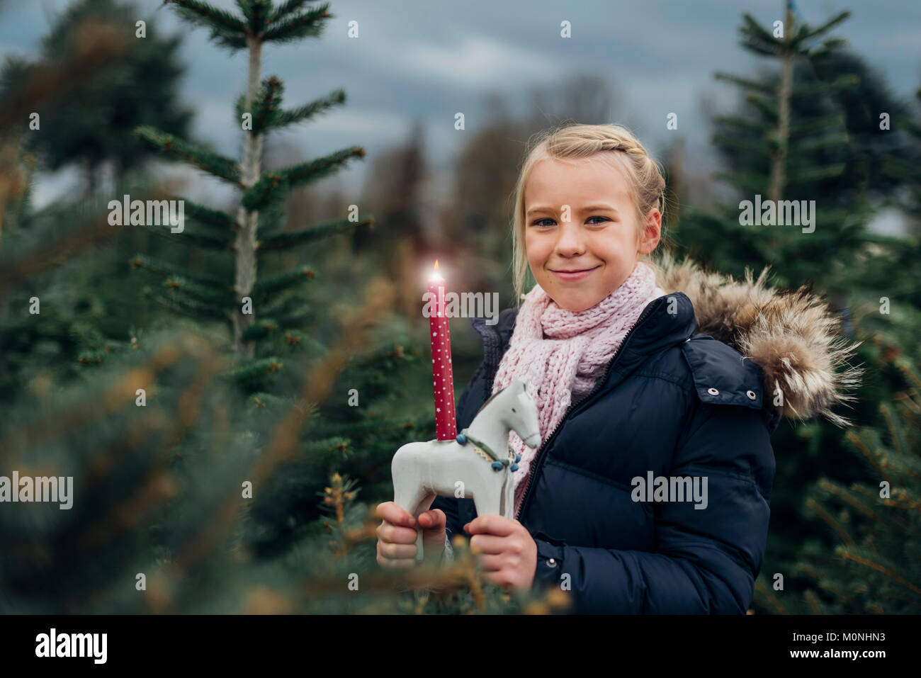 Tannenbaum, Weihnachtsbaumplantage, Sachsen, Deutschland, Weihnachten, Weihnachtsbaum, Kerze Stock Photo