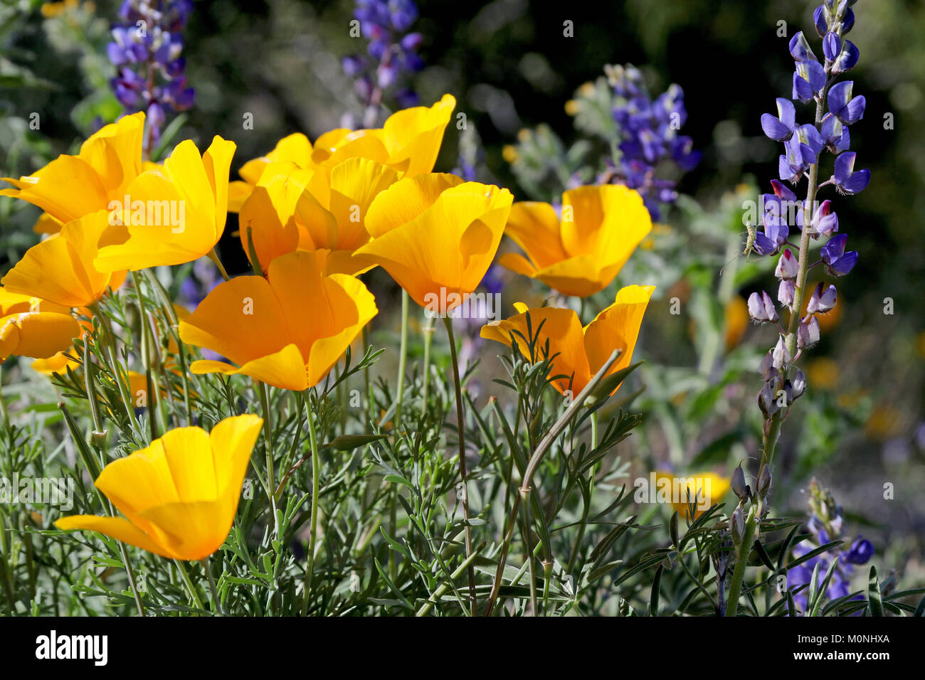 Lavender and poppies hi-res stock photography and images - Alamy