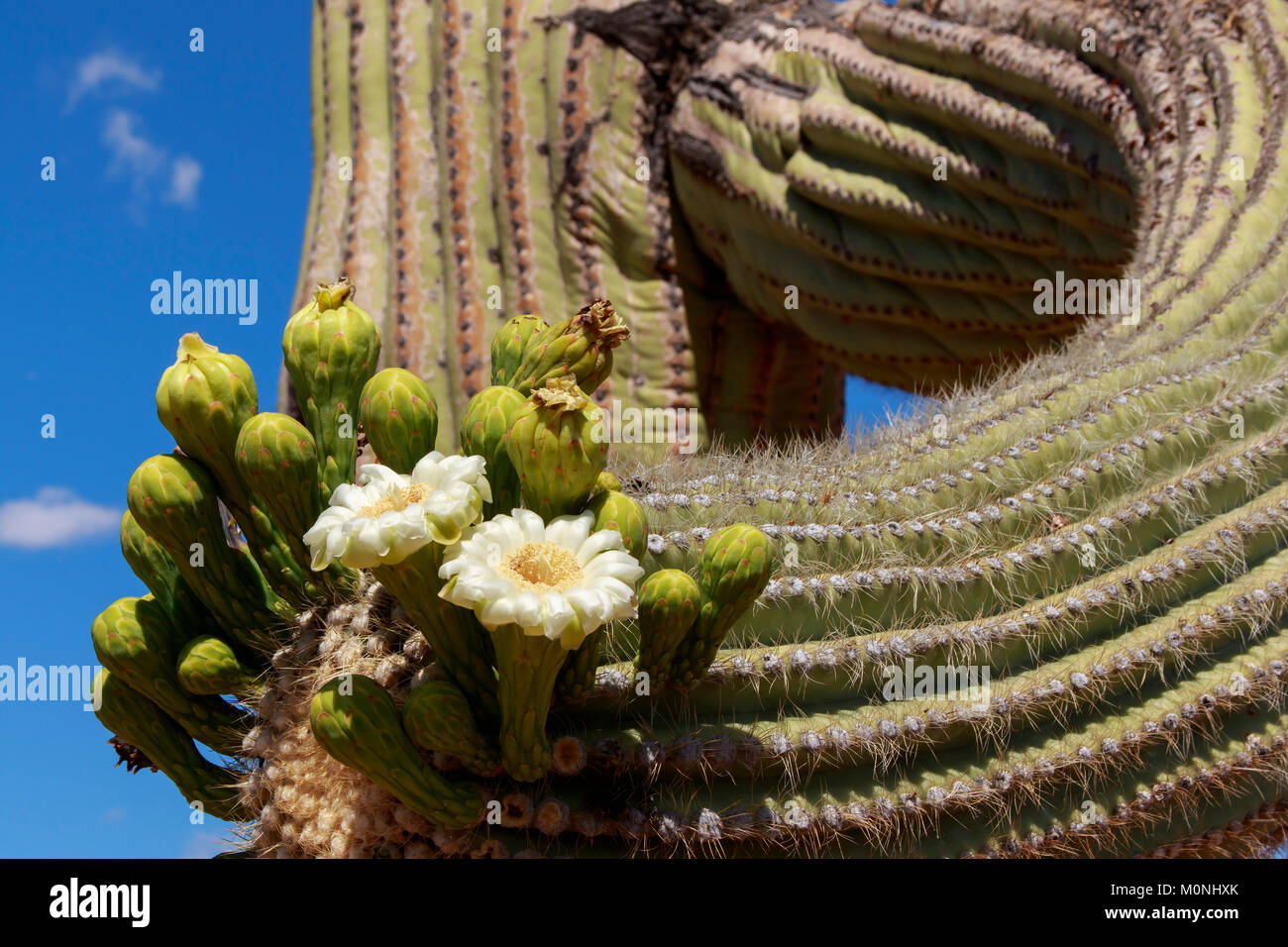 Close up of Saguaro Cactus in bloom with white flowers and blue sky background near Tucson Arizona and the Saguaro National Park Stock Photo