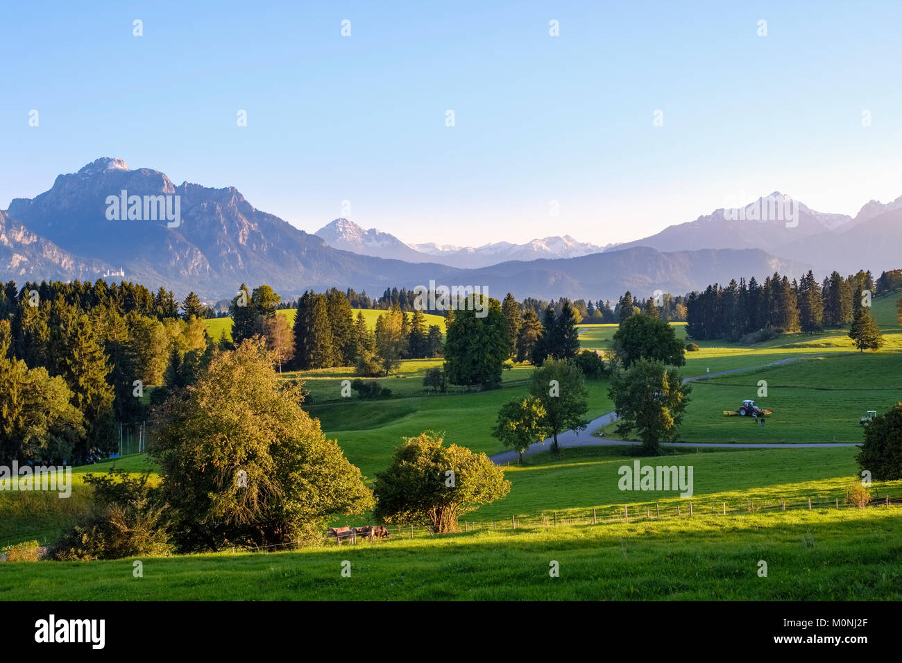 Kulturlandschaft bei Rieden am Forggensee mit Säuling und Gehrenspitze ...