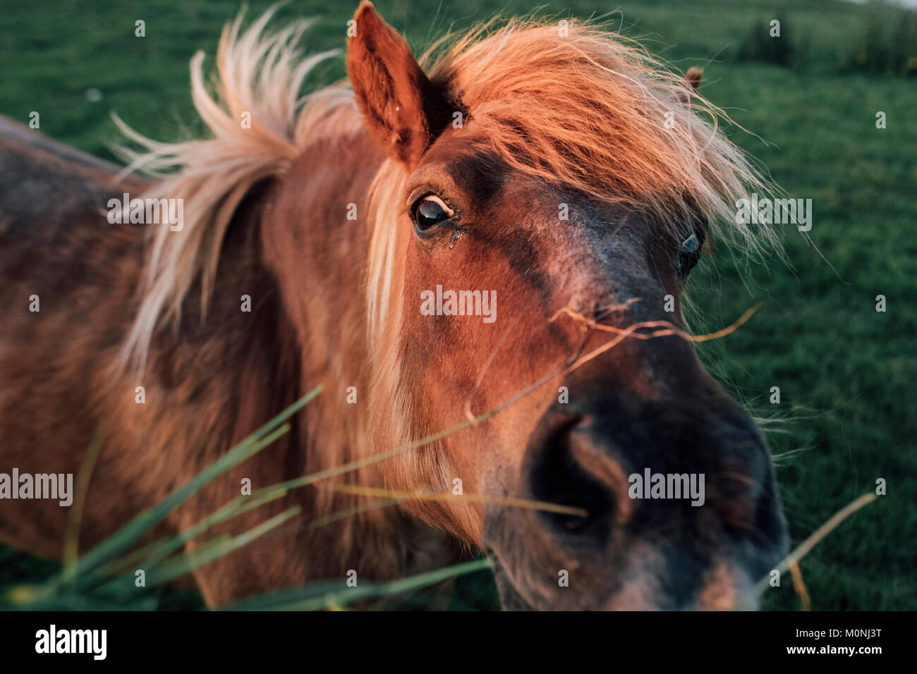 France, Seine-Maritime, portrait of brown horse Stock Photo