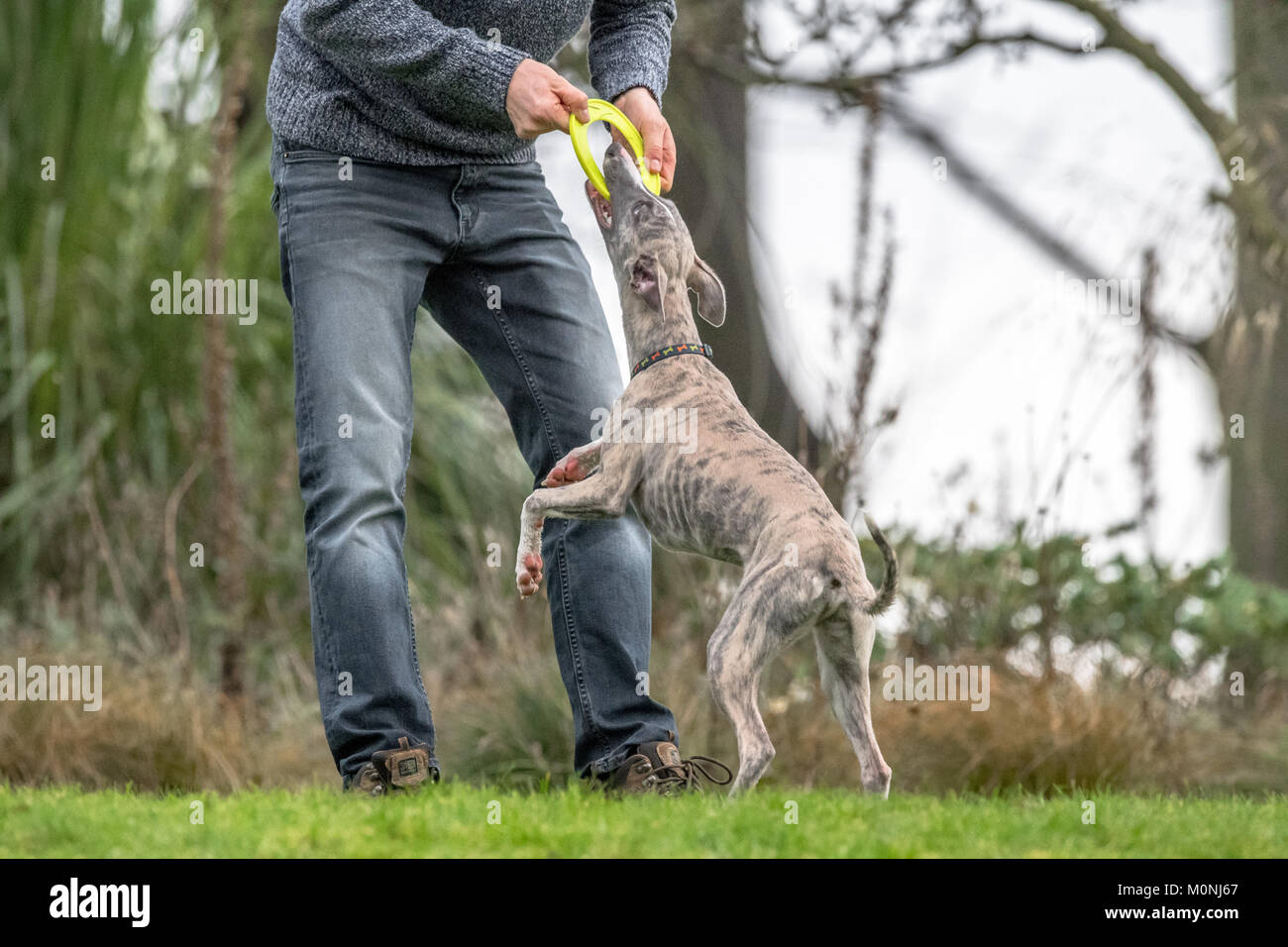 Whippet best sale puppy training