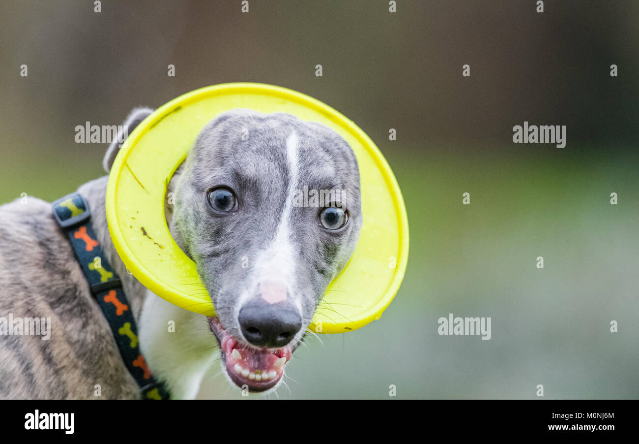 Whippet pup with a plastic teething ring come frisbee. Stock Photo
