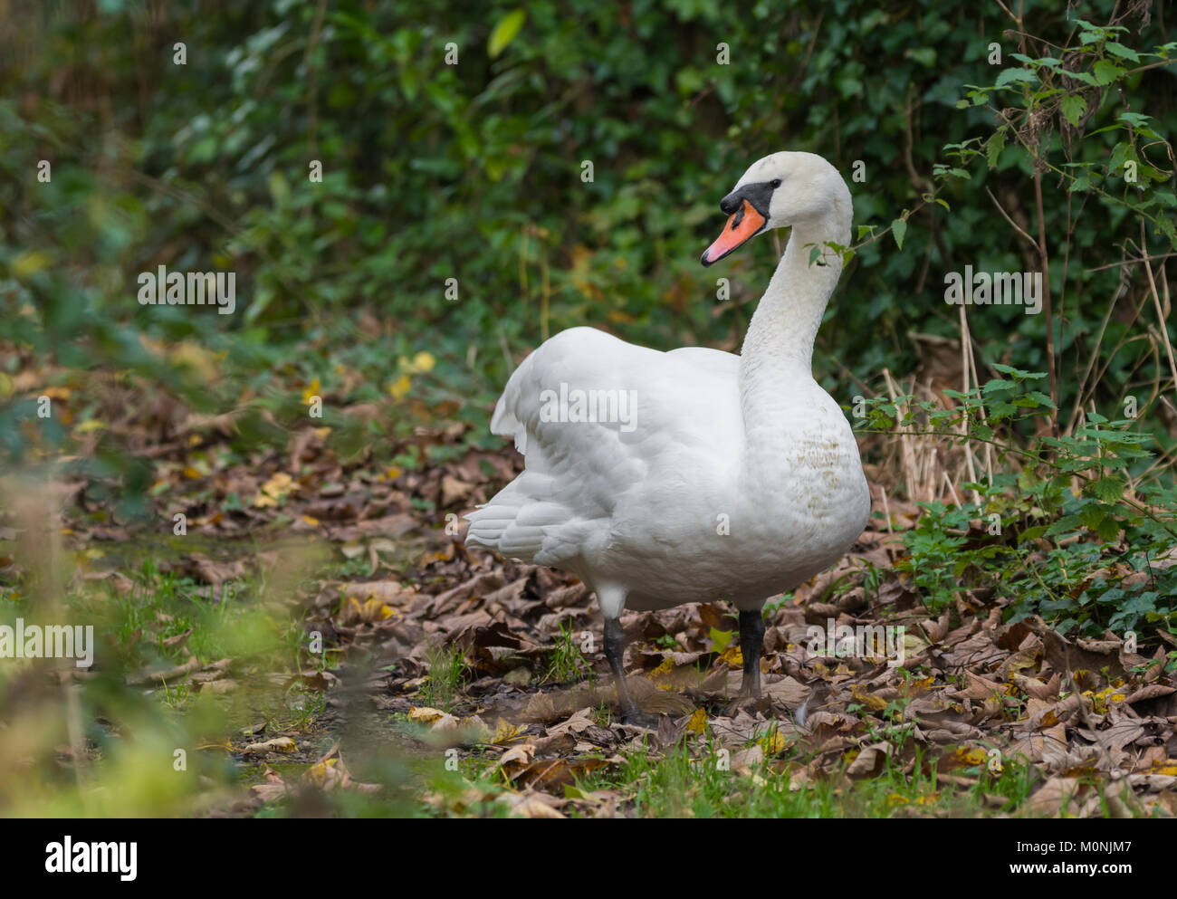 Adult White Mute Swan (Cygnus olor) standing on land in Winter in West Sussex, England, UK. Stock Photo