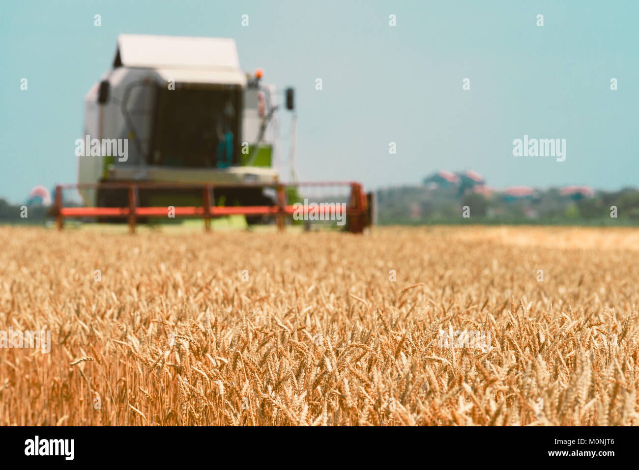 Combine harvester machine harvesting ripe wheat crops in cultivated agricultural field, selective focus Stock Photo