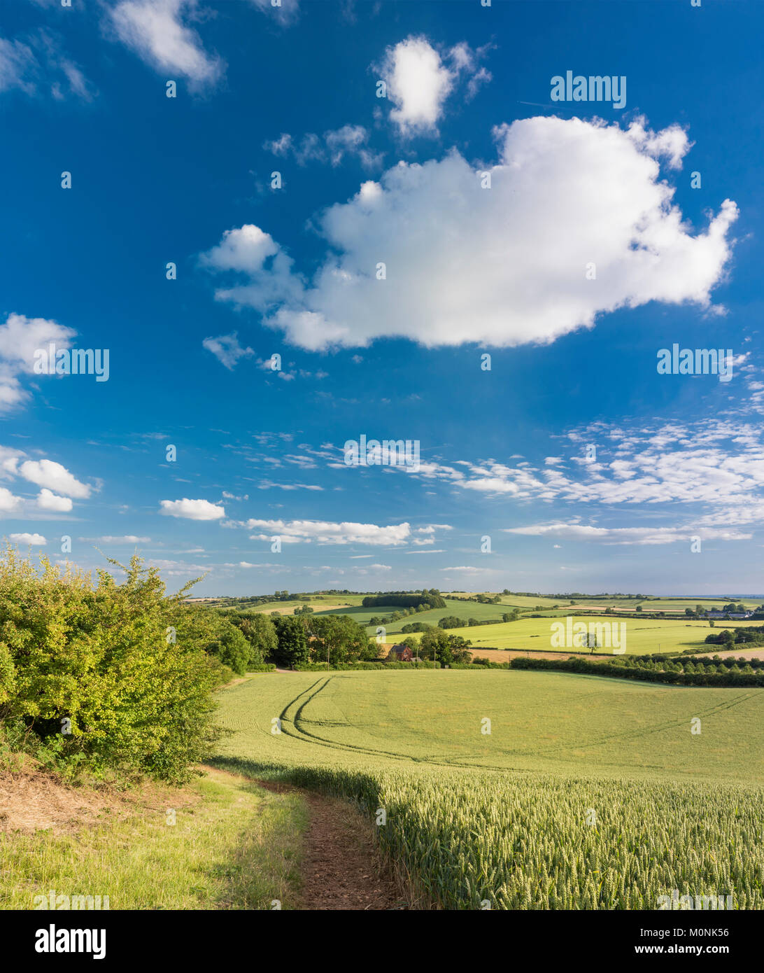 A summer evening on the Lincolnshire Wolds, the rolling hill uplands underlain by Cretaceous Chalk similar to the downs of southern England Stock Photo