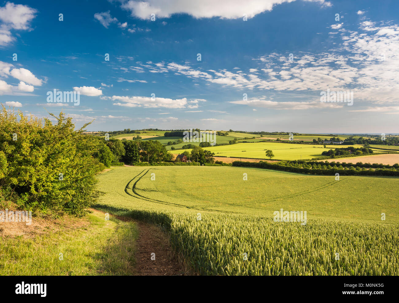 A summer evening near Belchford on the Lincolnshire Wolds, the rolling hill uplands of Lincolnshire, underlain by Cretaceous Chalk Stock Photo