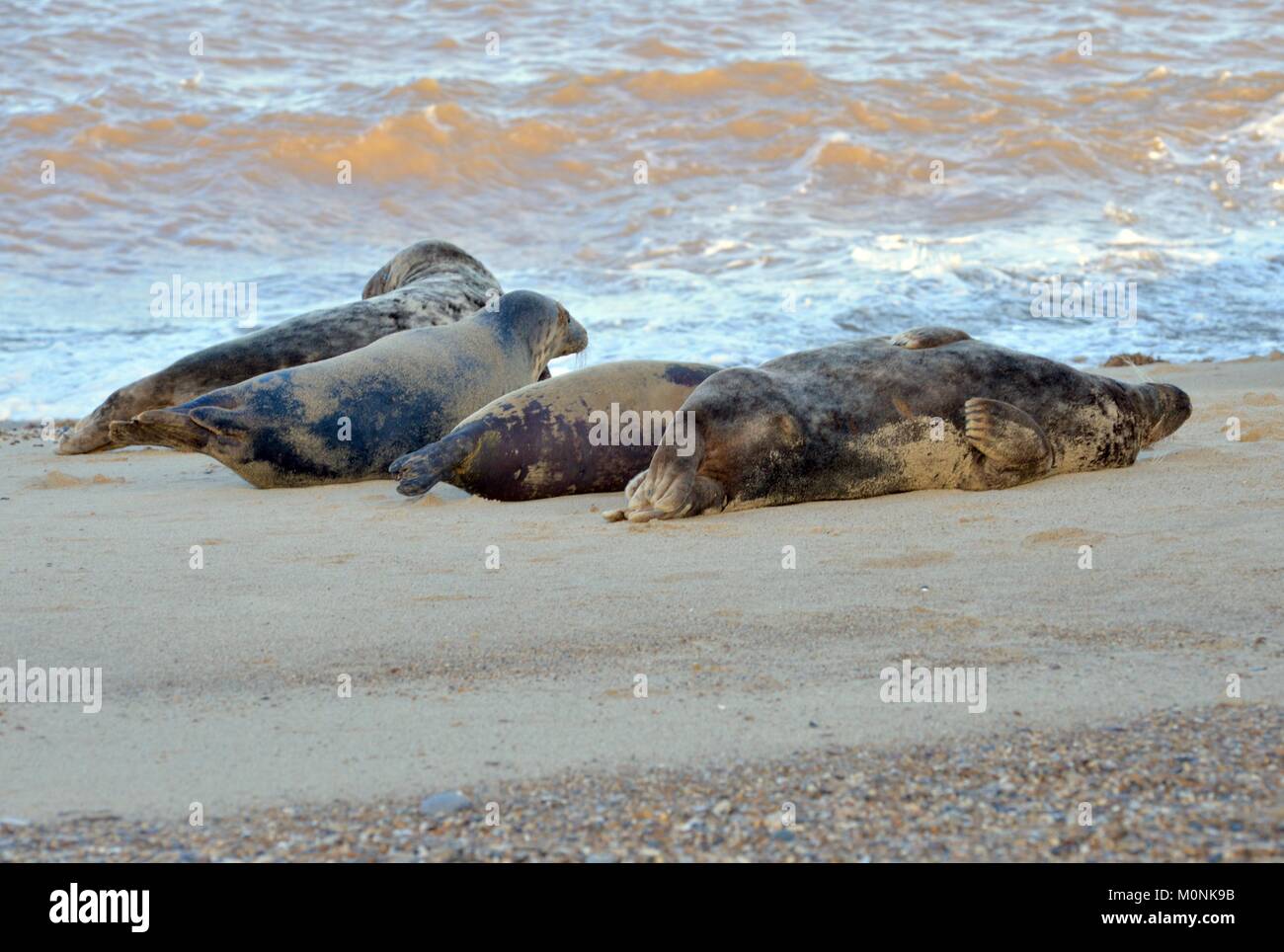 Seal colony on a sandy beach in norfolk uk halichoerus hires stock